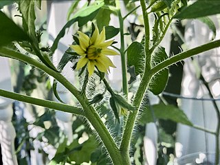 Turkey Tomato: BASF prepares to launch new tomato seeds resistant to ToBRFV