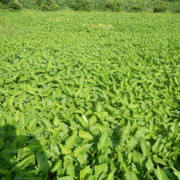 Spain Vegetables and the Drought in Spain: Europe’s vegetable garden dries up