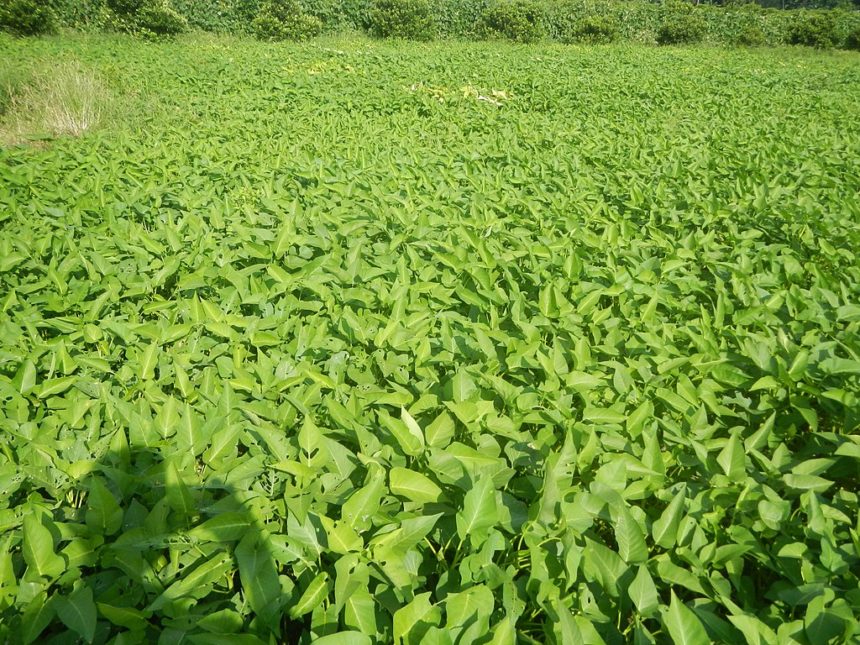 Spain Vegetables and the Drought in Spain: Europe’s vegetable garden dries up