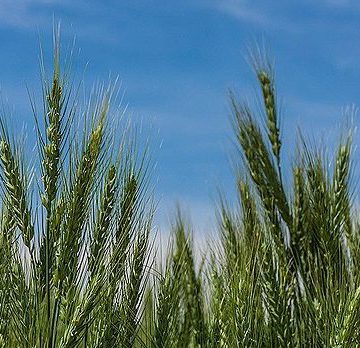 Iran Wheat: forecast for the production of 13.2 million tons of wheat this year