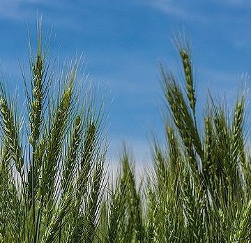 Iranian wheat