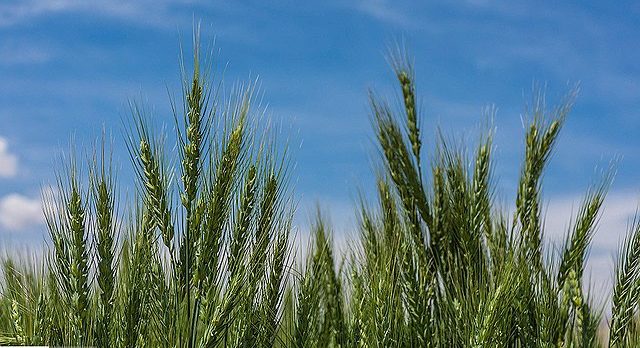 China books & scoops up millions of tons of world wheat 