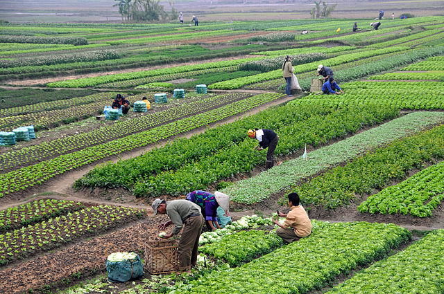 Vietnam: Make community agricultural extension a key force in the agricultural sector at the grassroots level
