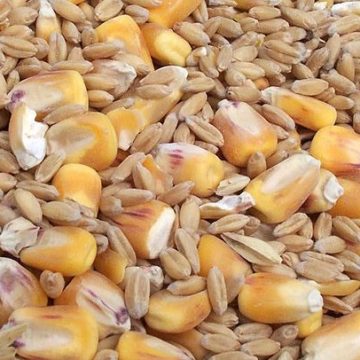 PSL: farmers in Poland demand government intervention on cereals