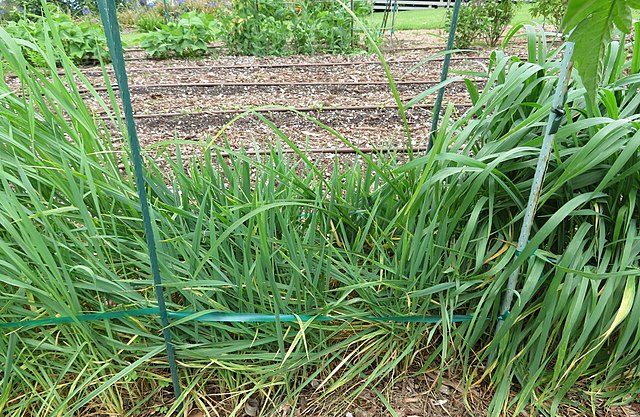 640px-Starr-180516-3743-Triticum_durum-Timilia_heritage_durum_wheat_from_Sicily_Italy_small_plot_in_veggie_garden-Hawea_Pl_Olinda-Maui_43477366811-1-e1681386129819 Italy’s Durum wheat in nosedive, interventions at the Supply Chain Table