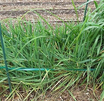 Italy’s Durum wheat, prices in dive (-30 euros / t.) in Foggia, Italy at End March: from the end of June lost a third of the value