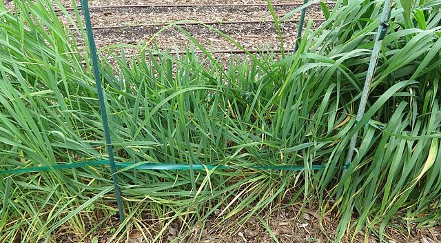640px-Starr-180516-3743-Triticum_durum-Timilia_heritage_durum_wheat_from_Sicily_Italy_small_plot_in_veggie_garden-Hawea_Pl_Olinda-Maui_43477366811-e1680506835641 Italy’s Durum wheat, prices in dive (-30 euros / t.) in Foggia, Italy at End March: from the end of June lost a third of the value