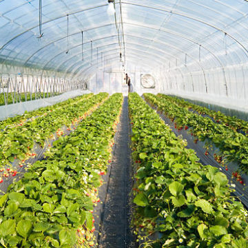 A California strawberry freeze spikes market demand