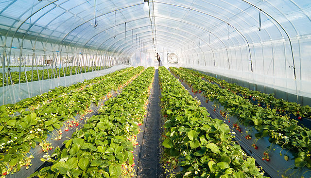 Korea: Tripling profits with innovative nursery technology…”I’m going to be a strawberry master”