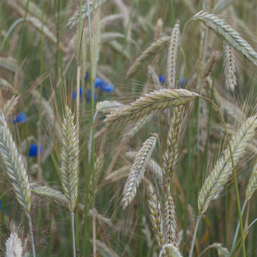 Germany Winter cereals: What does it look like in our fields?