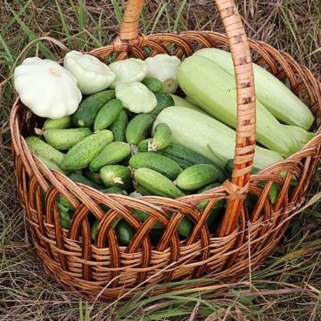 China Vegetables: Since late March, the production and supply of “vegetable baskets” in Jiangsu has been sufficient. Nearly 70% of the prices of fresh vegetables have been reduced