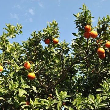 Fruit and vegetables: Citrus fruits’ prices in Taranto drop 48%-Less consumption, too many production costs
