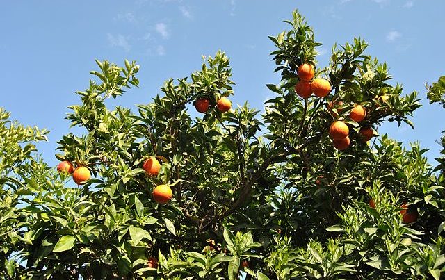 Fruit and vegetables: Citrus fruits’ prices in Taranto drop 48%-Less consumption, too many production costs