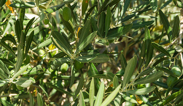 The cultivation of Almond trees in the Balearic Islands of Spain receives a boost with the planting of new varieties