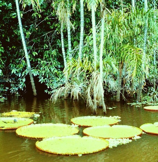 Amazon_rain_forest2-e1681132314537 Peruvian authorities maintain forecasts of heavy rains in northern Peru