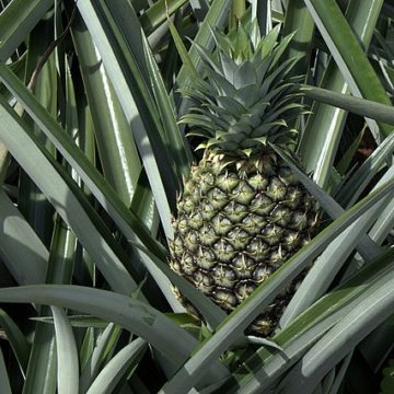 It’s more reassuring to eat pineapple! China’s first national industry standard for freshly cut pineapple processing has been approved 