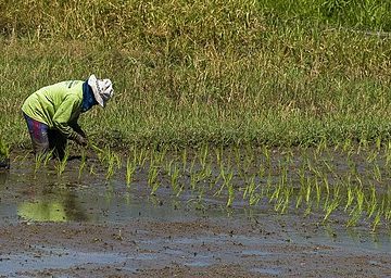 Lampung ready to support one million hectare rice harvest movement
