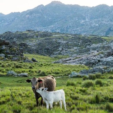 How the rise in Argentinian cattle prices has impacted from producer to consumer