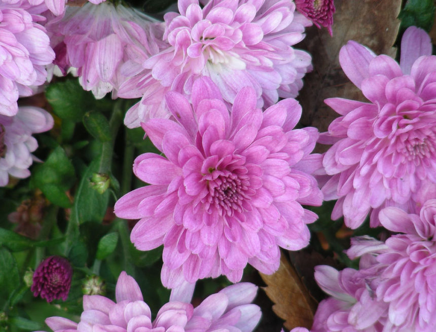 Korea-Chrysanthemum-01 Korea Flowers: Quarantine Headquarters to Operate Special Quarantine Period for Imported Floriculture in the Month of April