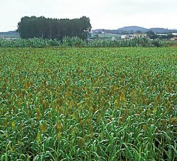 Spain and Portugal, hand in hand to compete in corn production in the face of the challenges of a global market