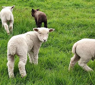 Lambing season versus spring canines across Cumbria