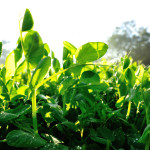 Peas-Farm-150x150 Kenya Seeks Diversification To Really Export All Kinds of Produce
