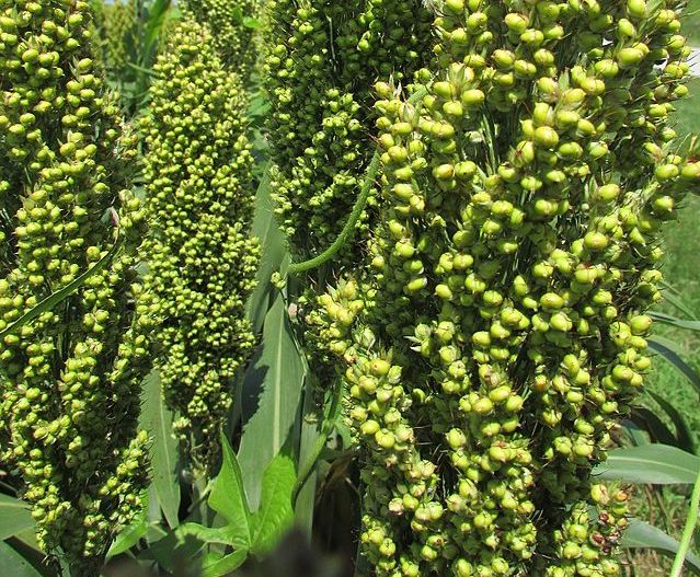 It’s a wrap for sorghum harvest in South Dakota