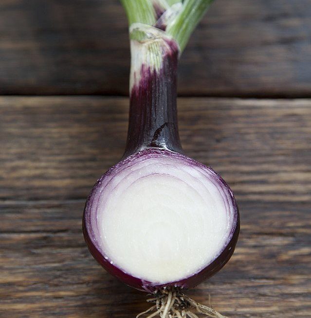 Southport_Globe_Onion-e1681452719850 Dutch seed firms see slight expansion of onion acreage