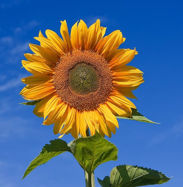 Sunflower_sky_backdrop Organic flower farm in Montana receives Biden/USDA grant
