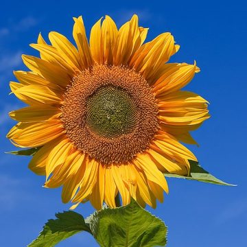 Organic flower farm in Montana receives Biden/USDA grant