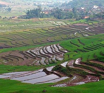The national rice industry chain big data platform is launched in China