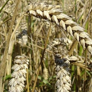 Russian Wheat: The top three lines of Bashkir agricultural exports have been occupied by wheat, flax and barley since the beginning of 2023