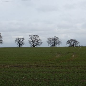 Belgium sowed significantly more grains in 2022 