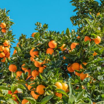 Spain Oranges: The Valencian Association of Farmers asks retailers and consumers to give priority to Spanish oranges