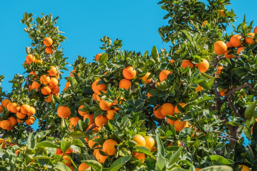 Spain Oranges: The Valencian Association of Farmers asks retailers and consumers to give priority to Spanish oranges