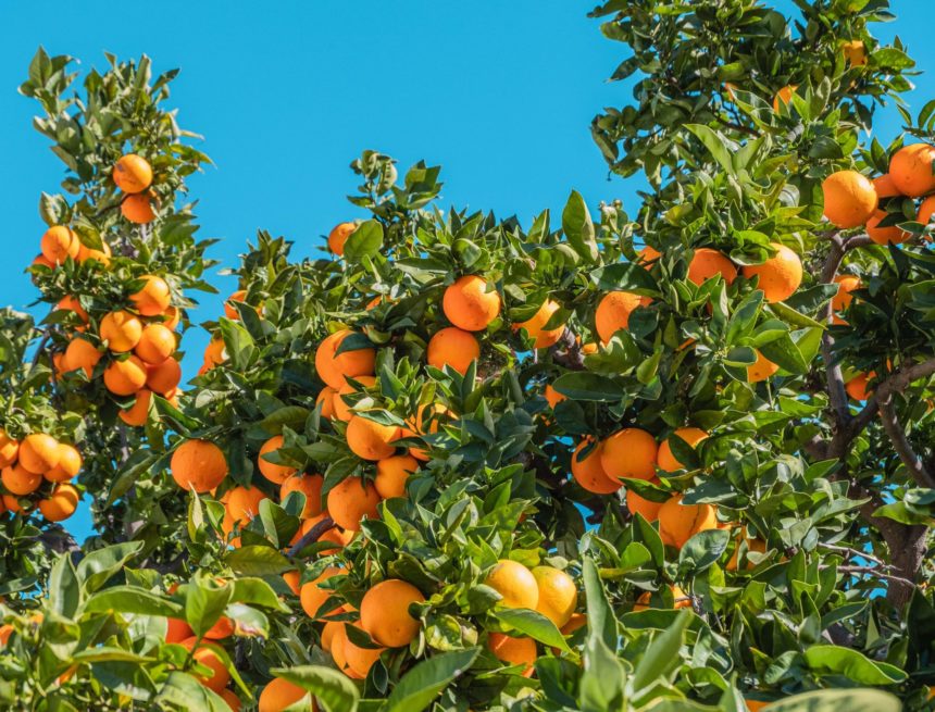 “The Valencian citrus sector has always guaranteed a sufficient supply of citrus fruits” asserts AVA-ASAJA