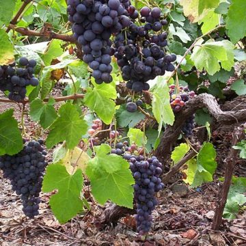 Spain grape vine