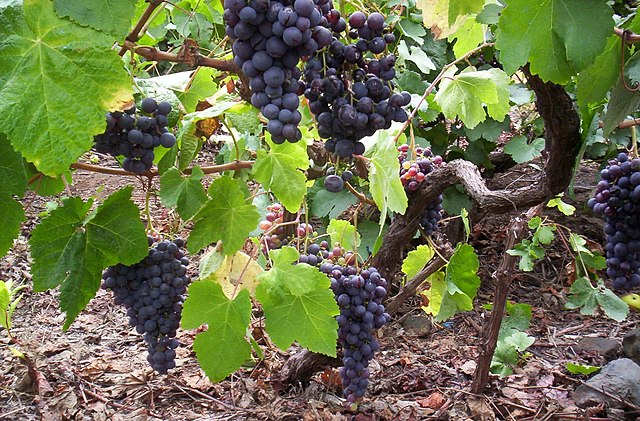 Black grapes in Tenerife, Canary Is., Spain Spain grape vine