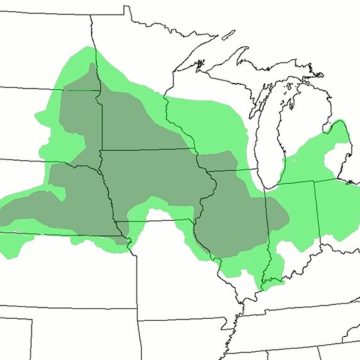 American corn areas
