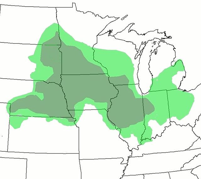 CornBelt, in US Midwest Europe/US Grain prices in free fall: price slide continues