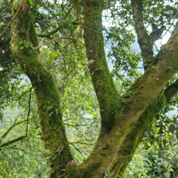 Norwegian Study: Human activity impacts wildlife in tropical protected areas