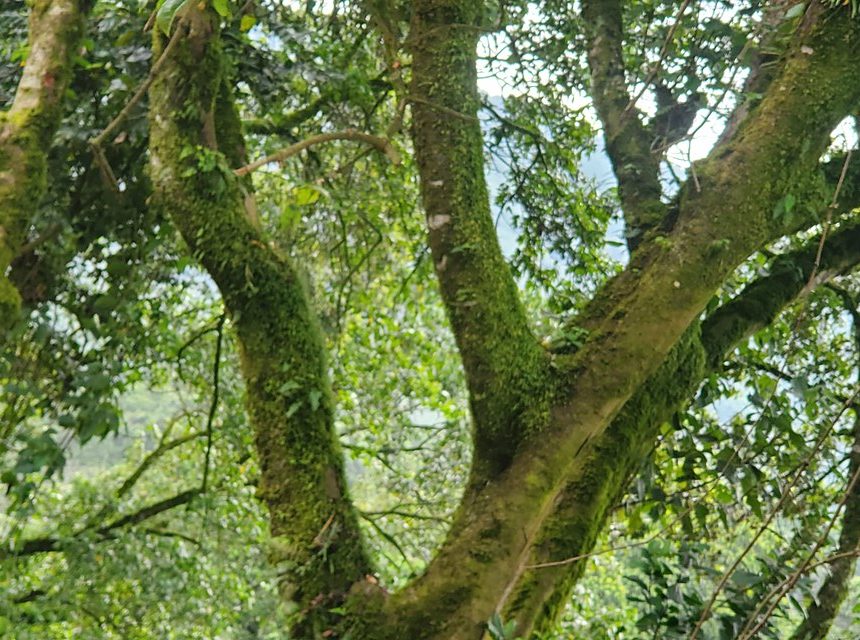 Echuya_Central_forest_Reserve Norwegian Study: Human activity impacts wildlife in tropical protected areas