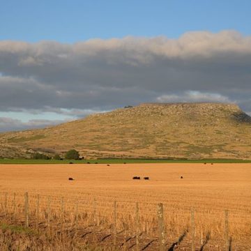 Argentina wheat: lack of rain puts in check the planting of 10% of the wheat belt in the ‘core area’