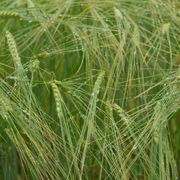 Barley was an early crop