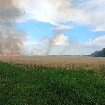 Fire hell: 220 hectares of rapeseed and grain burned down in Germany