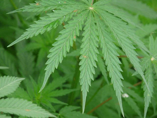 Hemp (Cannabis sativa) The Hawaii hemp sector encounters new rules