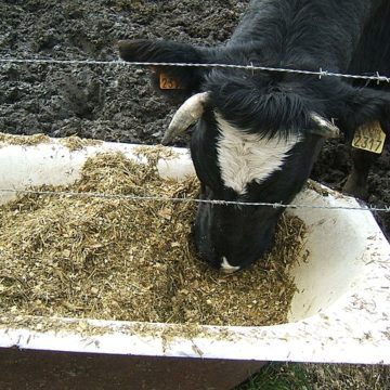 Avian flu in beef, dairy? USDA conducting tests after a dairy cow infection 