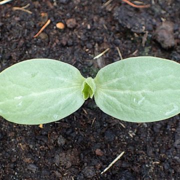 Prices for melons (125%) and watermelons (+78%) skyrocket, compared to a year ago. Warm weather helps demand