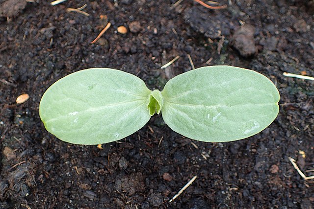 Growing watermelon (Citrullus lanatus) plant Prices for melons (125%) and watermelons (+78%) skyrocket, compared to a year ago. Warm weather helps demand