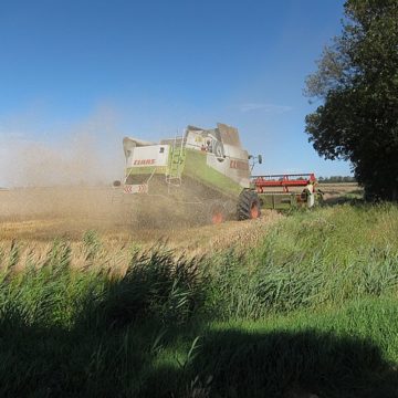 14.986 million tons! Hebei’s summer grain harvest realizes the area, yield & total output “three times”